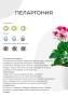 Пеларгония Грандифлора 12/25 см в CUBE GLOSSY 14