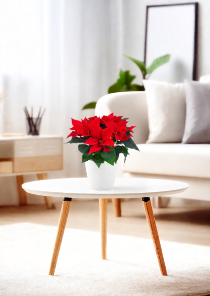 Пуансеттия 12/40 см в CLASSICO 18