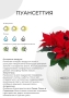 Пуансеттия 12/40 см в CUBE GLOSSY 16