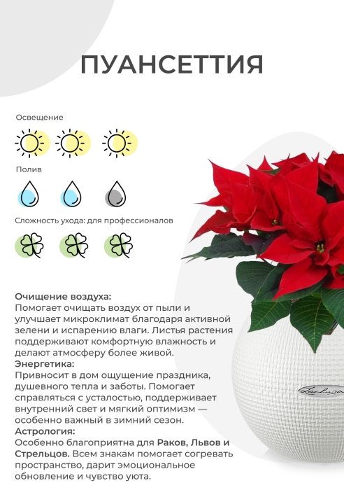 Пуансеттия 12/40 см в CUBE COLOR 14