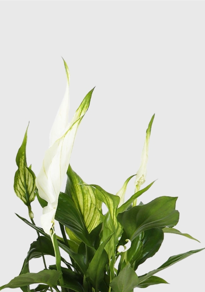 Спатифиллум 9/30 см