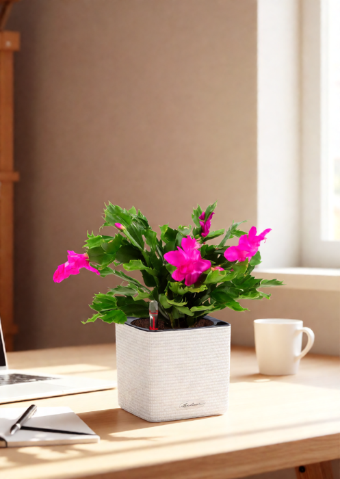 Шлюмбергера Декабрист 13/30 см