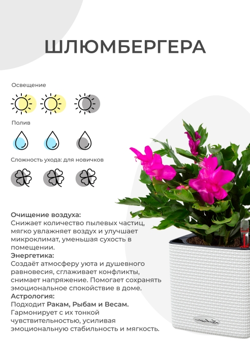 Шлюмбергера Декабрист 13/30 см