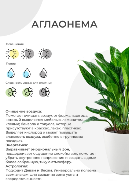 Аглаонема Страйп в CLASSICO COLOR 35