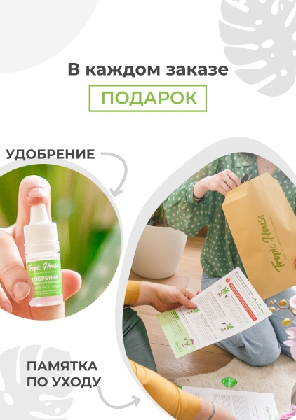 Замиокулькас Макси 30/100 см