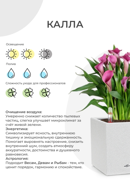 Калла микс 12/35 см в CUBE GLOSSY 14 Калла микс 12/35 см в CUBE GLOSSY 14