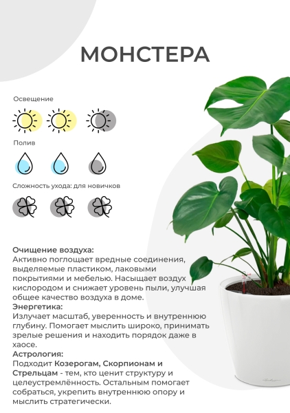 Монстера Делициоза на опоре d40 см h180 см Монстера Делициоза на опоре d40 см h180 см