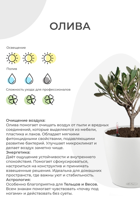 Олива в RONDO 32