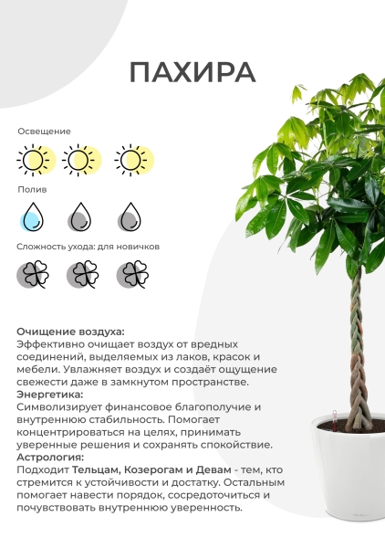 Пахира Акватика 30/170 см в CANTO STONE LOW 40