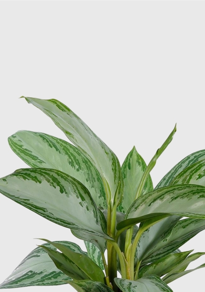 Аглаонема Сильвер Бей 12/35 см в PURO 20