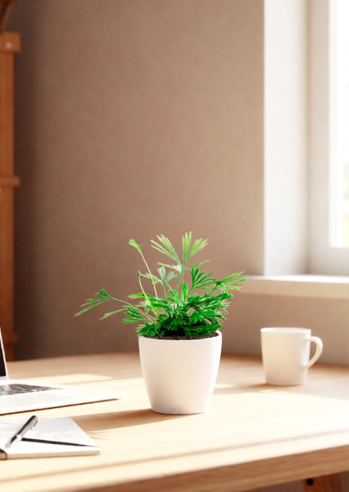 Актиниоптерис Австралийский 5/10 см в CUBE GLOSSY 14