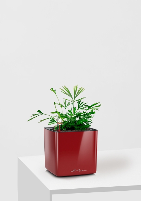 Актиниоптерис Австралийский 5/10 см в CUBE GLOSSY 14