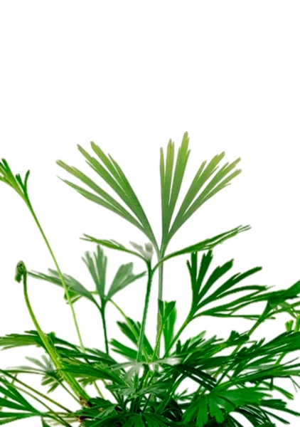 Актиниоптерис Австралийский 5/10 см в CANTO STONE 14