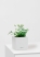 Актиниоптерис Австралийский 5/10 см в CANTO STONE 14