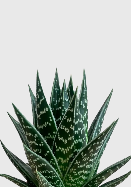 Алоэ Тики Таки 10/20 см в CANTO STONE 14