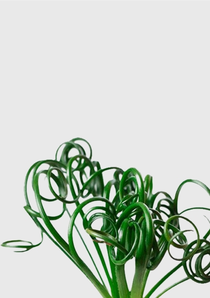 Альбука Спиралис 12/25 см в CUBE GLOSSY KISS 14