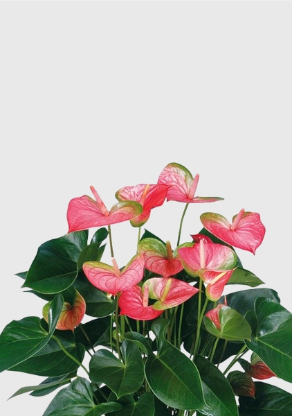 Антуриум Свитхард Пинк 17/60 см в CUBICO COLOR 22