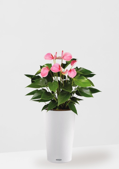 Антуриум Андрианум розовый 17/60 см в CILINDRO 23, белый