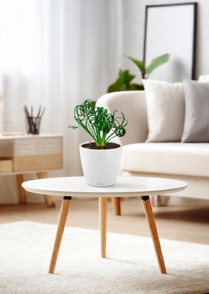 Альбука Спиралис 12/25 см в CUBE GLOSSY KISS 14