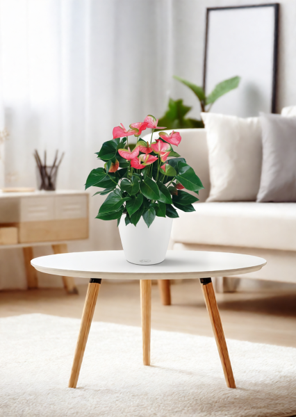 Антуриум Свитхард Пинк 17/60 см в CUBICO COLOR 22