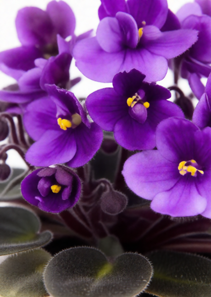 Фиалка микс 12/25 см в CANTO STONE 14 Фиалка микс 12/25 см в CANTO STONE 14