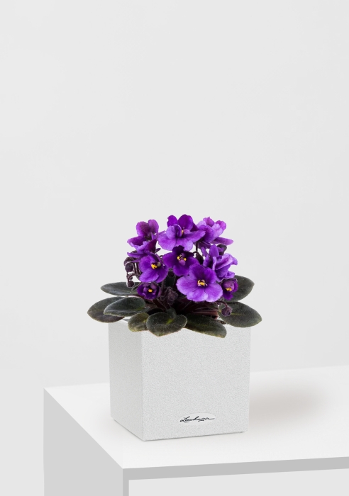 Фиалка микс 12/25 см в CANTO STONE 14