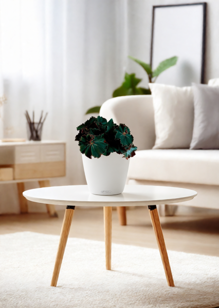 Бегония Рекс Дарк Мамба 12/25 см