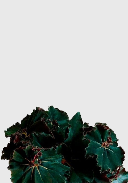 Бегония Рекс Дарк Мамба 12/25 см в CUBE GLOSSY KISS 14