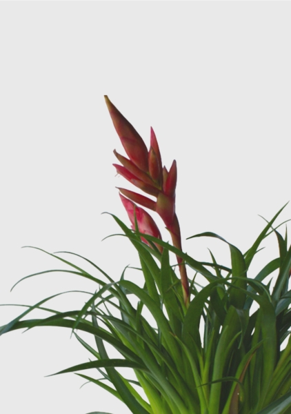 Вриезия Астрид 12/30 см в CLASSICO COLOR 18