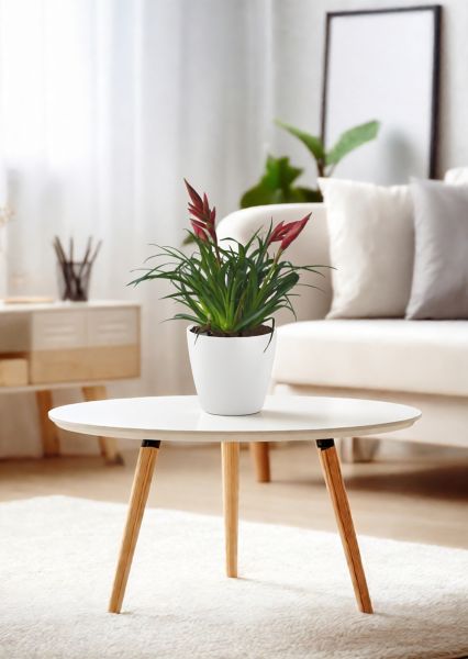 Вриезия Астрид 12/30 см в CLASSICO COLOR 18