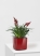 Вриезия Астрид 12/30 см в CUBE GLOSSY 14