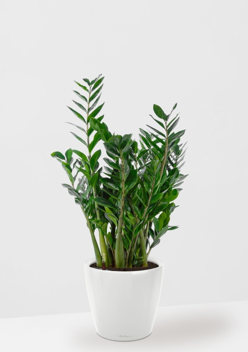 Замиокулькас в CLASSICO LS 28, белый блестящий