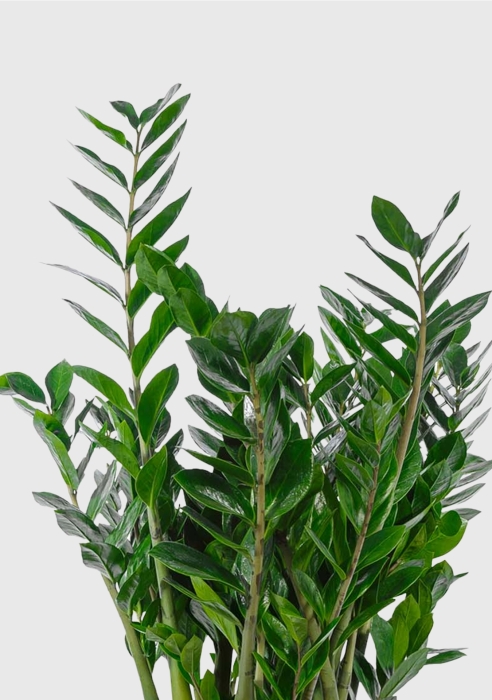 Замиокулькас 21/90 в CUBICO 30