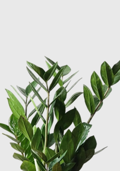 Замиокулькас 12/45 см в LAMELA MAGNOLIA fi 135 Замиокулькас 12/45 см в LAMELA MAGNOLIA fi 135