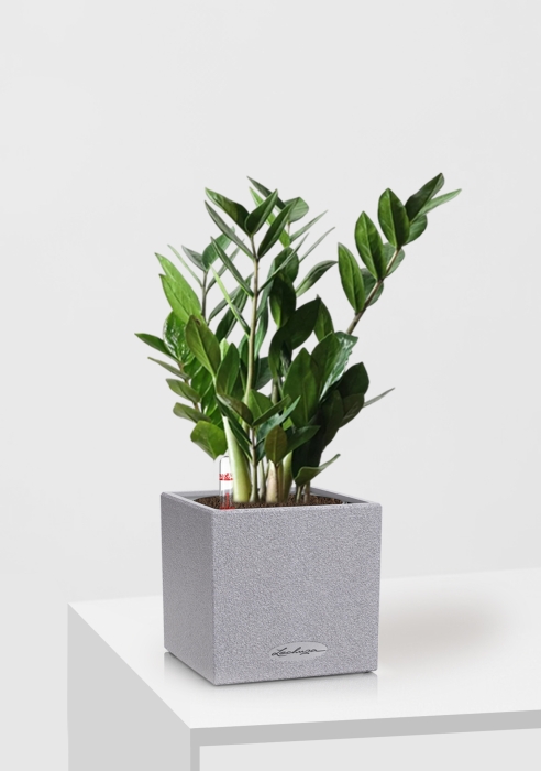 Замиокулькас в CANTO STONE 14, серый камень