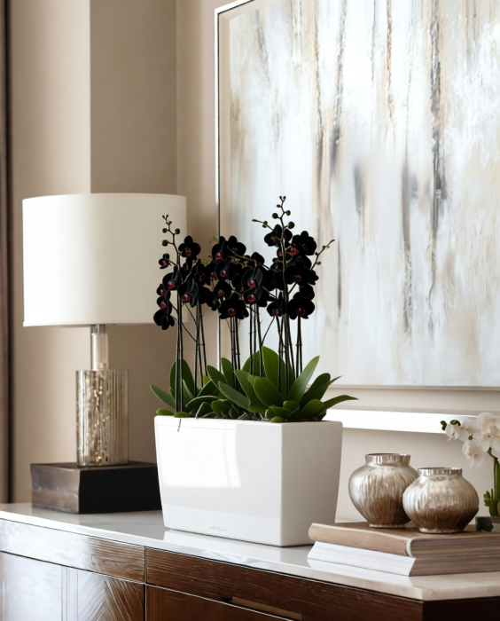 Орхидея Дендробиум Санок черный в ORCHIDEA 18