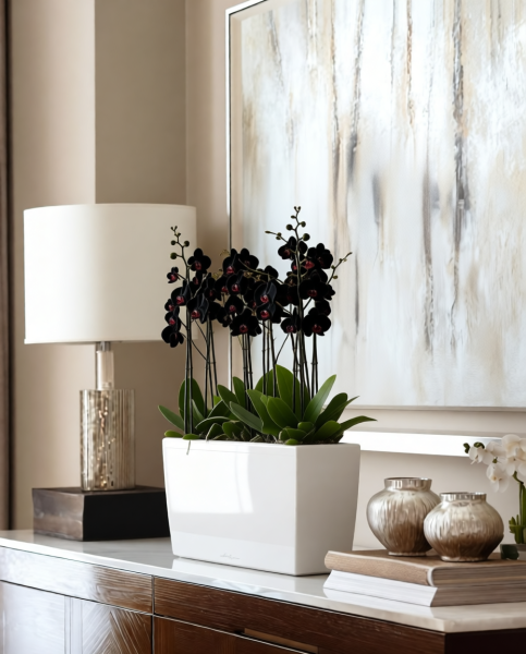 Орхидея Дендробиум Санок черный в ORCHIDEA 18