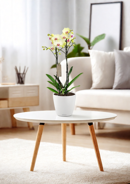 Орхидея Фаленопсис 2 ствола желтая 12/60 см