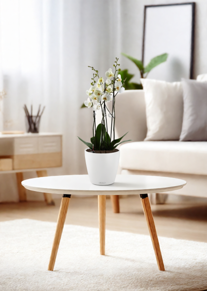 Орхидея Фаленопсис белая 4 ствола 15/75 см