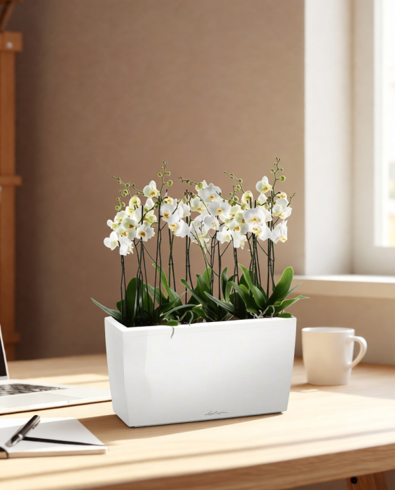 Орхидея Фаленопсис в CARARO 75