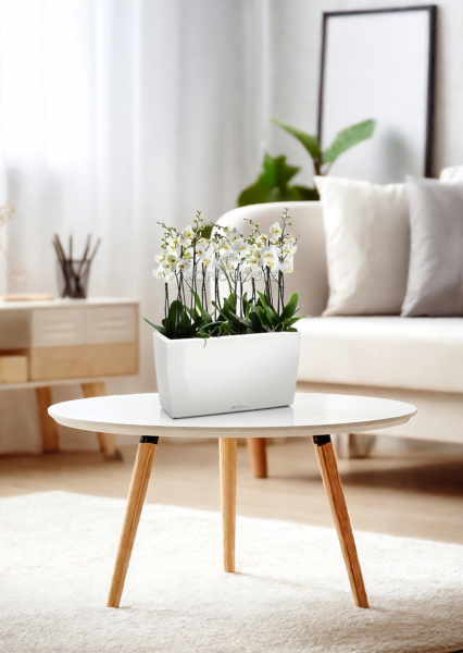 Орхидея Фаленопсис в CARARO 75 Орхидея Фаленопсис в CARARO 75