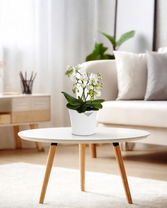 Орхидея Фаленопсис мультифлора в ORCHIDEA 18