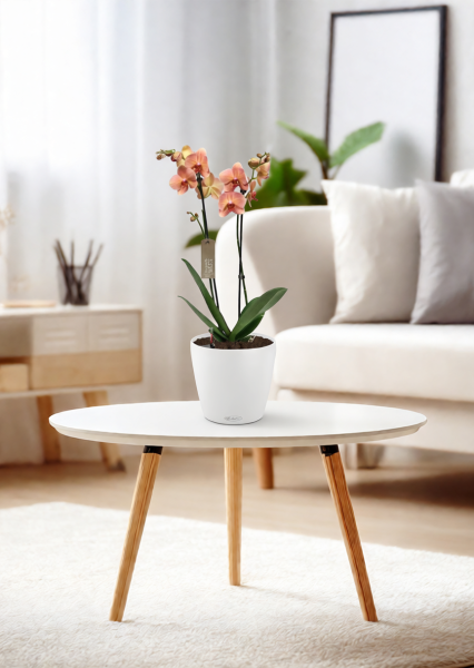 Орхидея Фаленопсис оранжевая 12/60 см