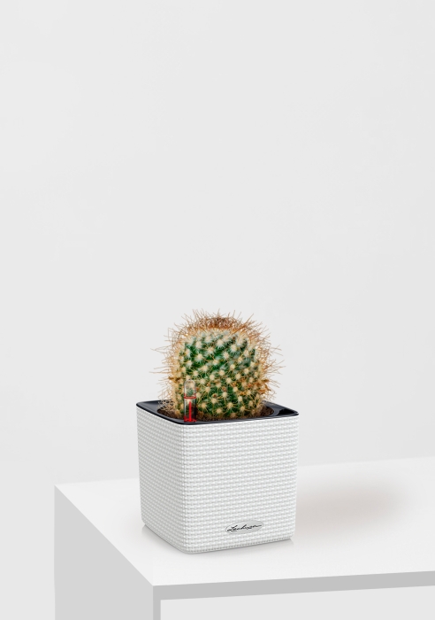 Кактус Маммиллярия Альбиланата 12/20 см в CUBE COLOR 14, белый