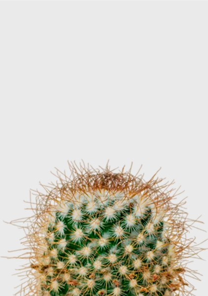 Кактус Маммиллярия Альбиланата 12/20 см в OJO