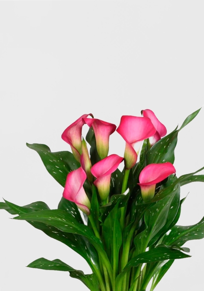 Калла подарочная в PURO 20