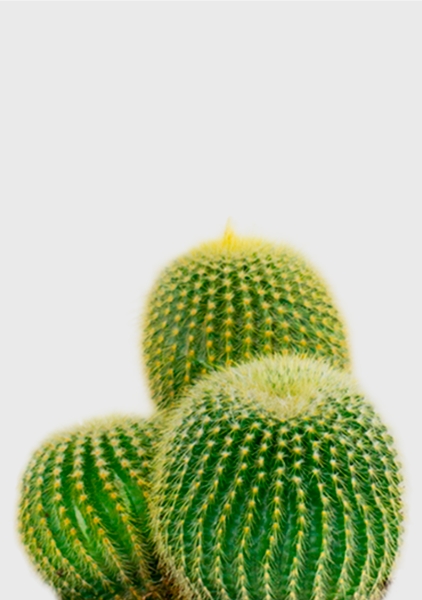 Кактус Пародия Ленингхауза 12/20 см в CUBE GLOSSY KISS 14