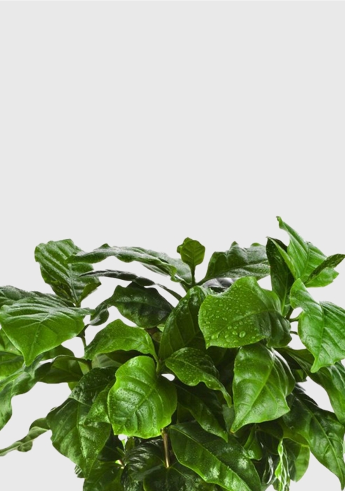 Кофе 12/30 см в OJO