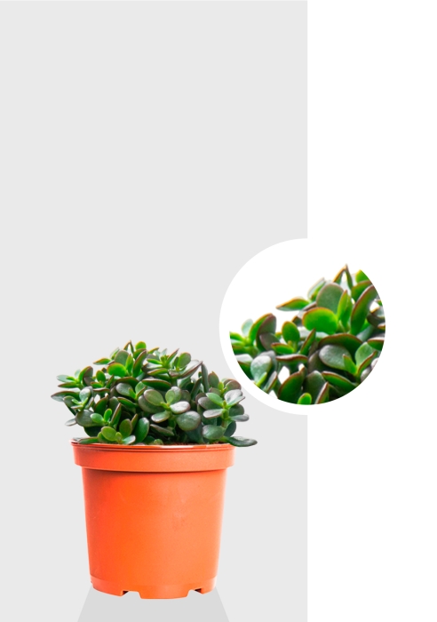 Крассула Овата Минор 12/20 см