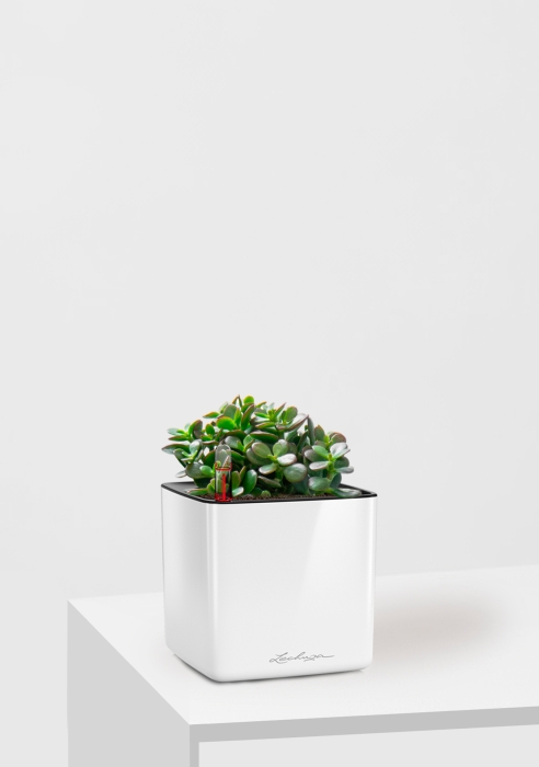 Крассула Овата Минор 12/20 см в CUBE GLOSSY 14, белый блестящий